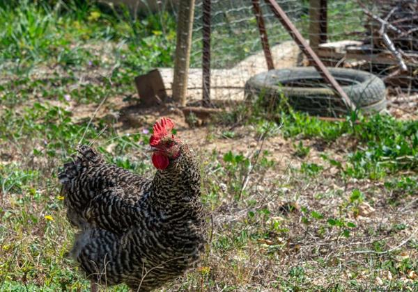 Cerca Santa Eulalia 48