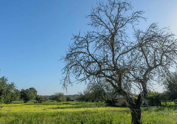 Ses Antonietes 3 Min