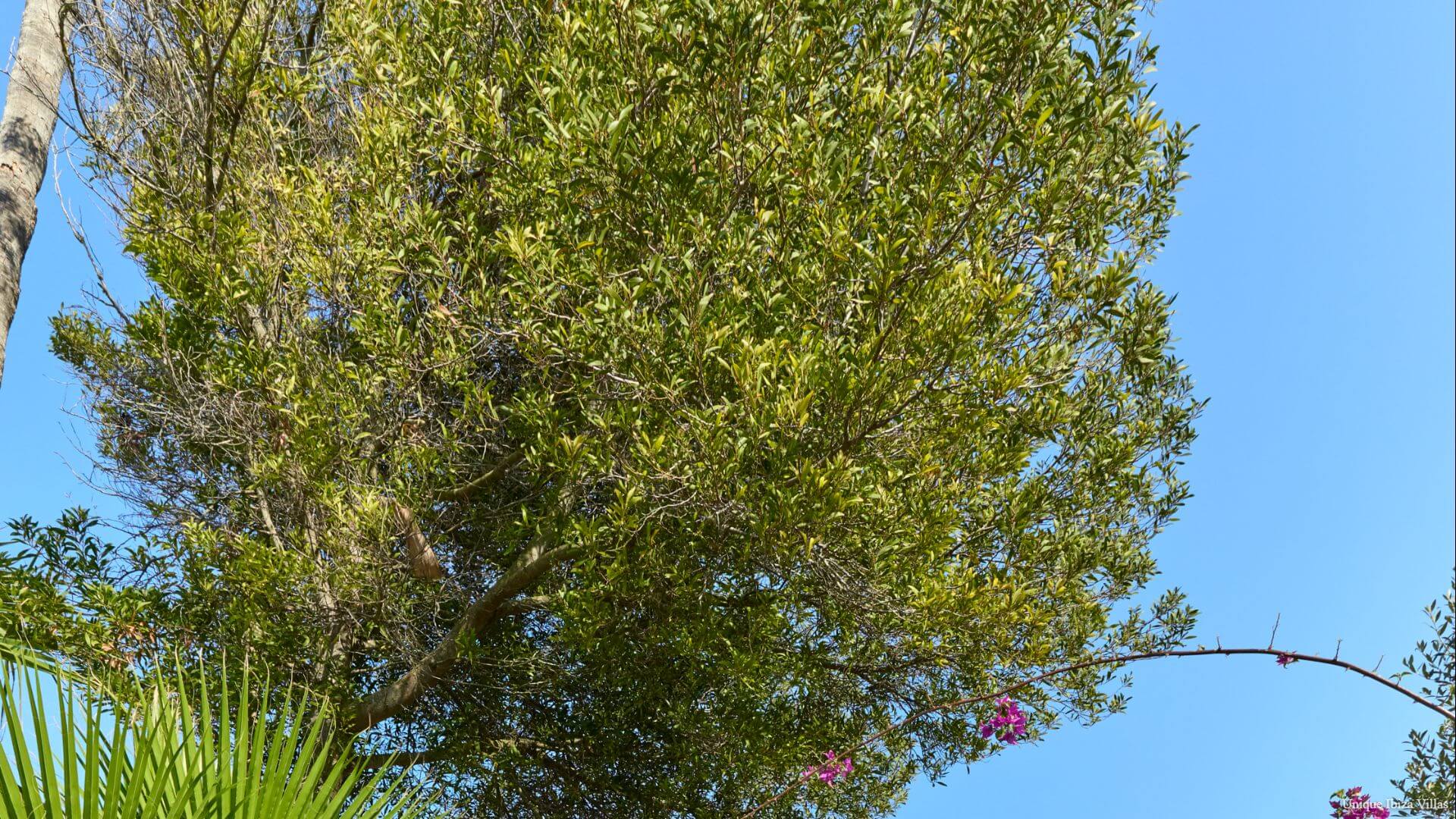 VILLA LILY - 3 Bedrooms - Santa Eulalia/Cala Llonga